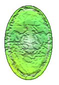Alwee'sha as an Egg